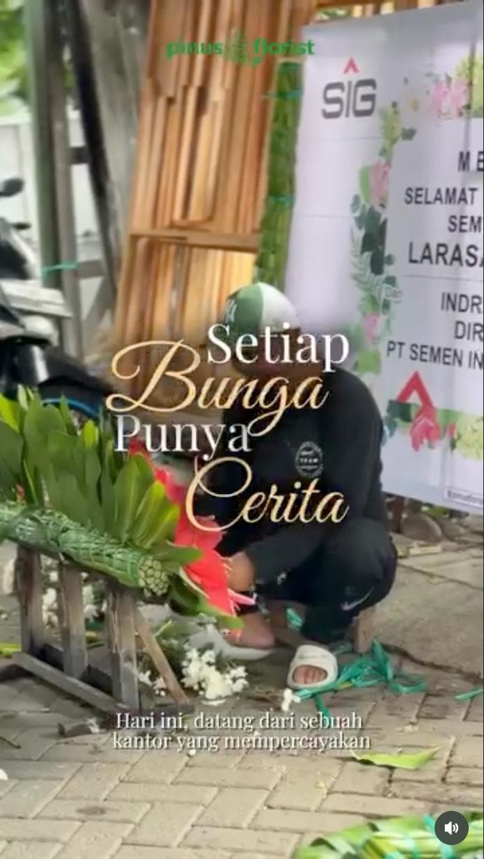 Pinus Florist